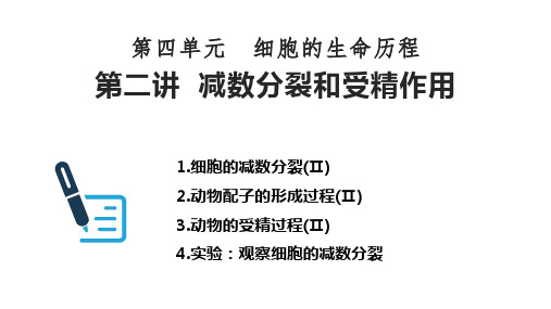 高三一轮复习生物减数分裂和受精作用课件