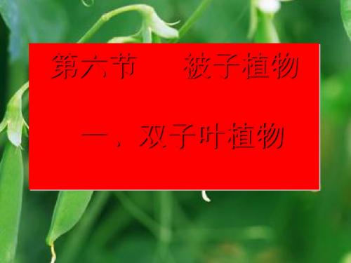 《双子叶植物》教学课件 冀教版