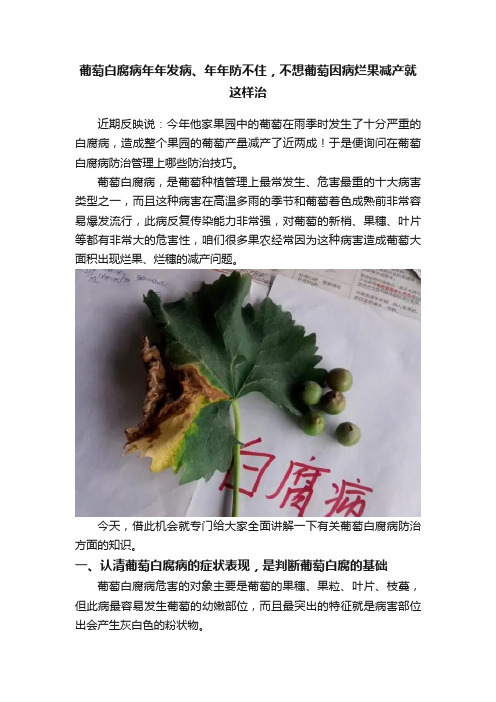 葡萄白腐病年年发病、年年防不住，不想葡萄因病烂果减产就这样治