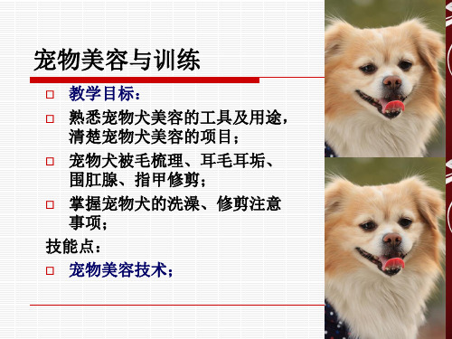 宠物犬美容课件