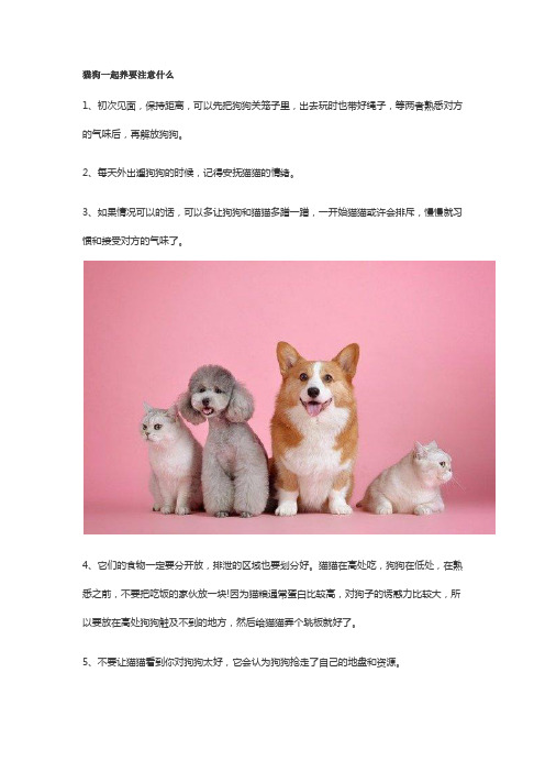 猫狗初次见面注意事项