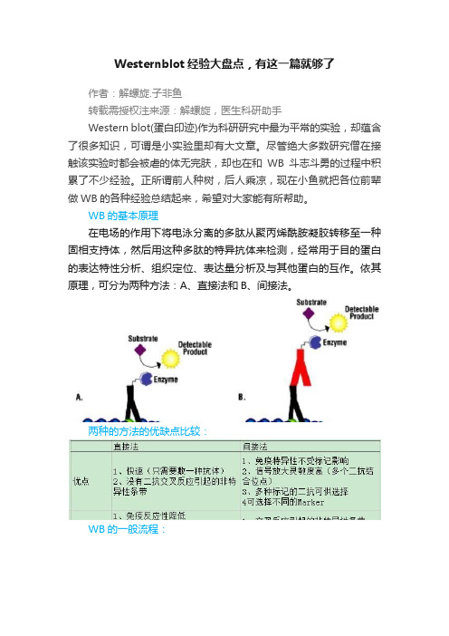 Westernblot经验大盘点，有这一篇就够了