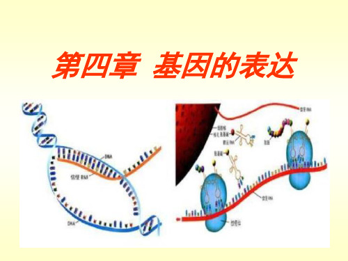 高中生物人教版必修二第四章基因的表达复习PPT下载