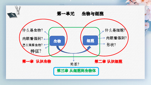 (人教版2024)七年级生物上册1.3.3《植物体的结构层次》课件