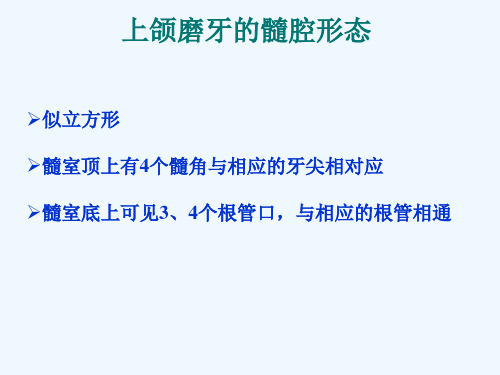 最新 上、下颌磨牙的髓腔形态及乳牙髓腔形态