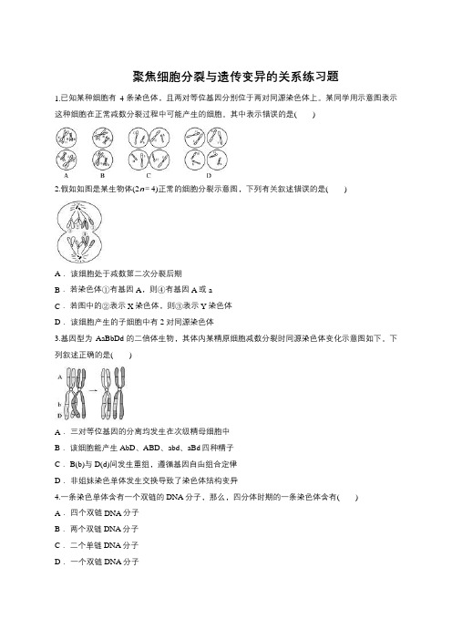 2019届高三生物一轮复习对点精选训练：聚焦细胞分裂与遗传变异的关系