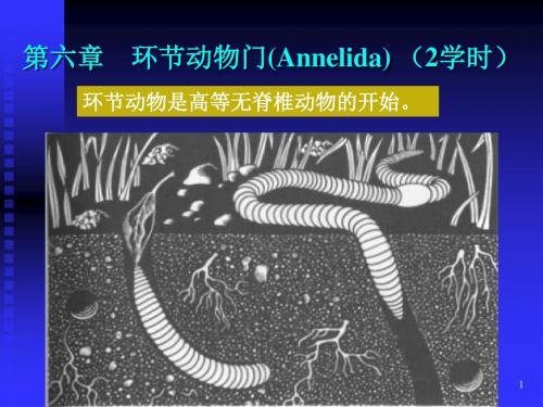 第六章    环节动物门(Annelida)