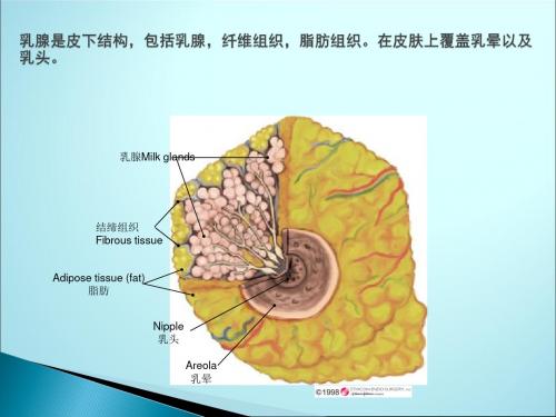 乳腺解剖ppt课件