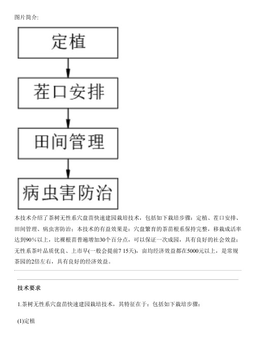 茶树无性系穴盘苗快速建园栽培技术的制作流程