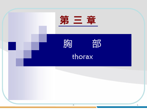 《人体结构胸部》PPT课件