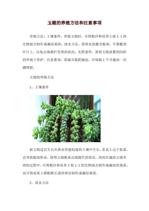 玉缀的养殖方法和注意事项