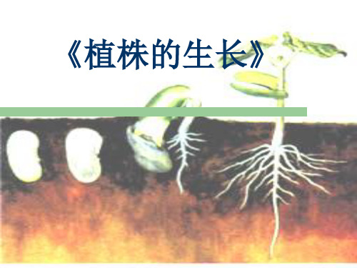 人教版七年级上册生物3.2.2植株的生长说课课件(共15张PPT)