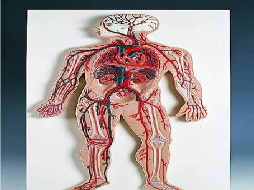 人教版七年级生物下册第四单元第四章《第二节 血流的管道——血管》课件(32张PPT)