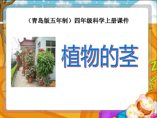 《植物的茎》PPT-完美版