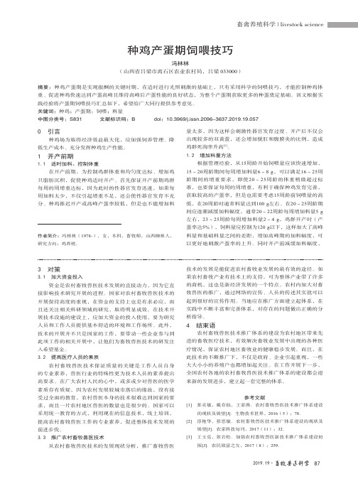 种鸡产蛋期饲喂技巧