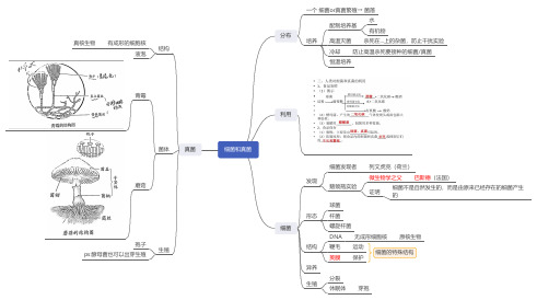 八年级上册 细菌和真菌 思维导图(可打印)