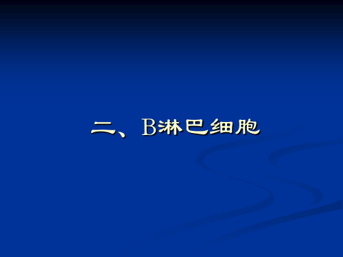 B细胞、NK细胞、抗原提呈细胞