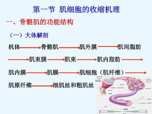 最新09肌肉解析PPT课件