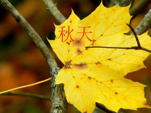 二年级语文上册:《秋天》课件