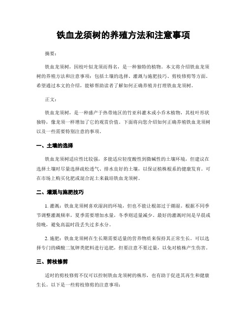 铁血龙须树的养殖方法和注意事项