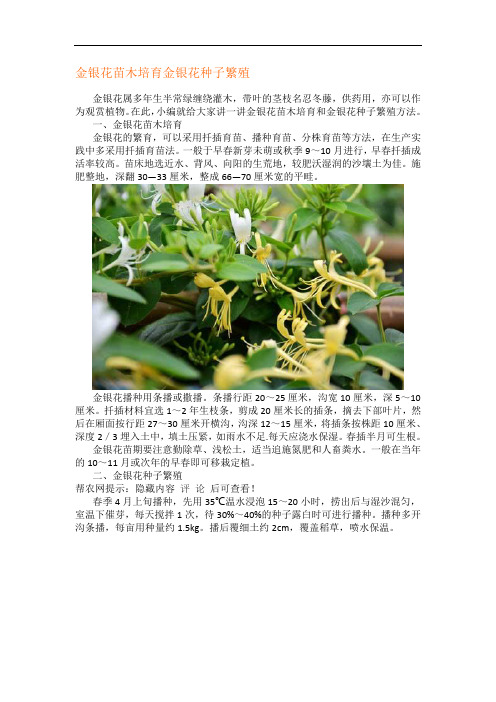 金银花苗木培育金银花种子繁殖