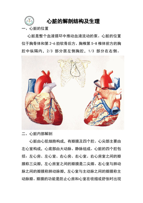 心脏的解剖结构及生理