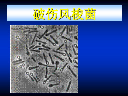 破伤风梭菌
