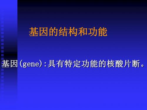 13基因的结构与功能、基因突变-2011-3