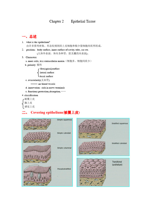 组织学重点知识总结