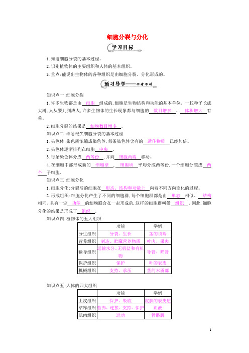 七年级生物上册 第四章 第一节《细胞分裂与分化》导学