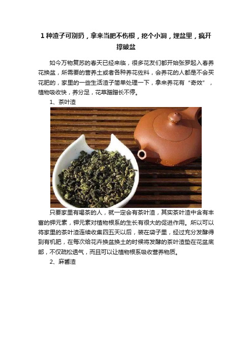 1种渣子可别扔，拿来当肥不伤根，挖个小洞，埋盆里，疯开撑破盆