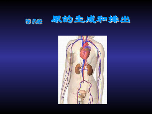 【基础医学】第八章 尿的生成和排出