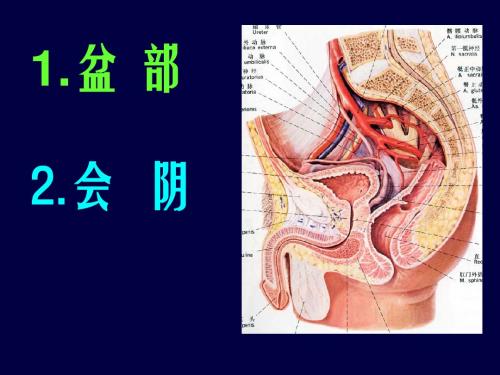 会阴解剖ppt课件