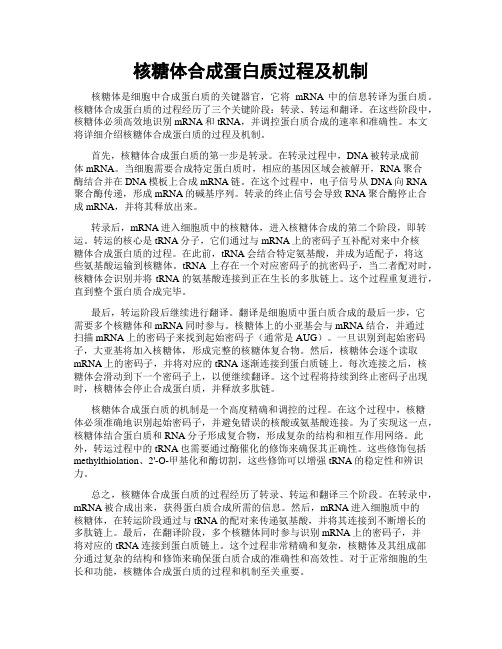 核糖体合成蛋白质过程及机制