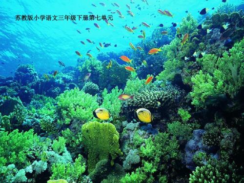 三年级语文下册 海底世界3课件 苏教版