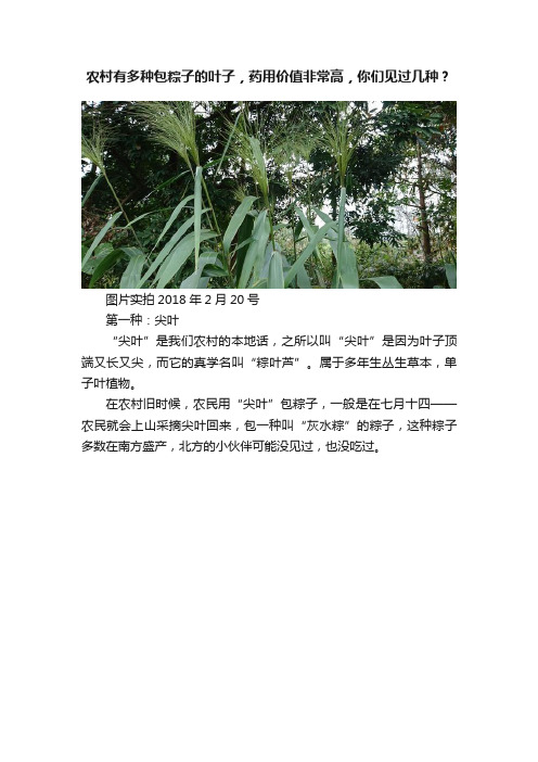 农村有多种包粽子的叶子，药用价值非常高，你们见过几种？