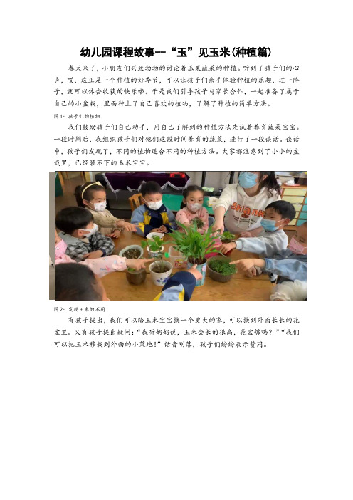 幼儿园课程故事--“玉”见玉米(种植篇)