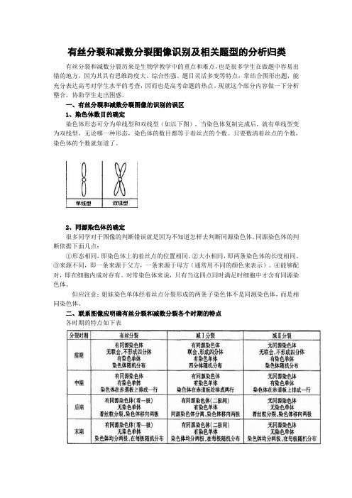 生物_有丝分裂和减数分裂图解_区别和联系(邓军舰)