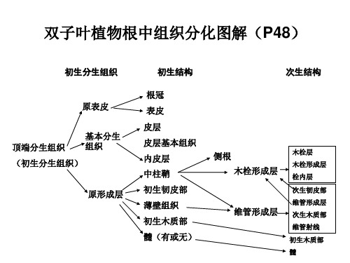 植物学：双子叶植物根中组织分化图解(