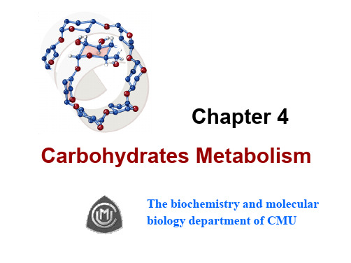 carbohydrates 中国医科大学 糖代谢 生物化学 英文