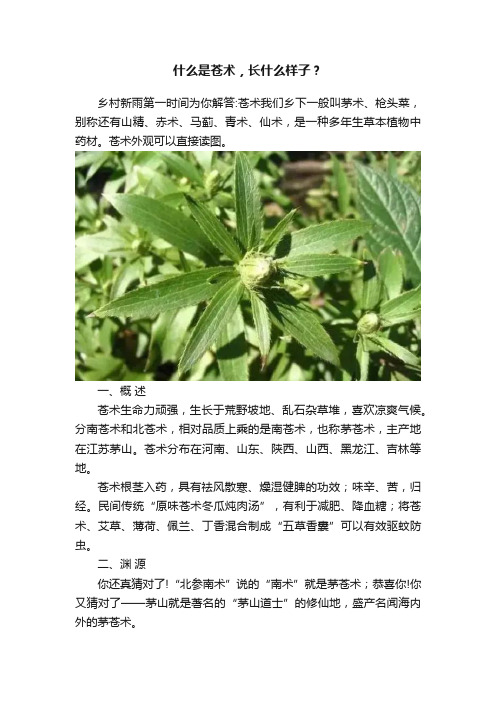 什么是苍术，长什么样子？