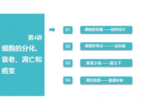 2019届 一轮复习人教版 细胞的分化、衰老、凋亡和癌变 课件