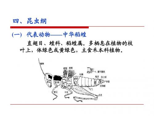 第10章 节肢动物2
