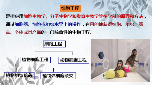 2.1.1细胞工程-植物细胞工程的基本技术课件 -高二下学期生物人教版(2019)选择性必修3