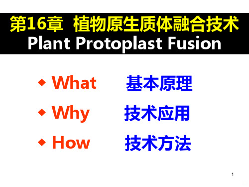 植物原生质体融合技术PPT课件