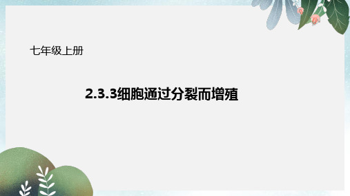 七年级生物上册2.3.3细胞通过分裂而增殖课件新版北师大版