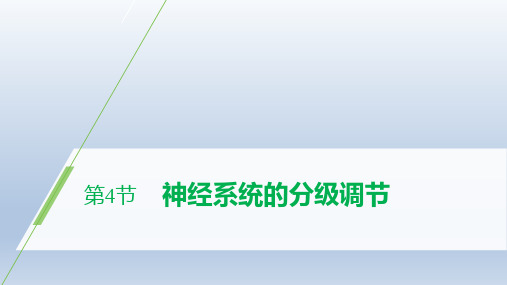 高中生物新人教版选择性必修1神经系统的分级调节课件(64张)