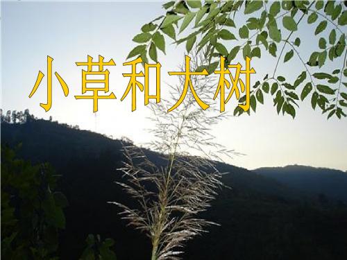 《小草和大树》PPT精品教学课件5