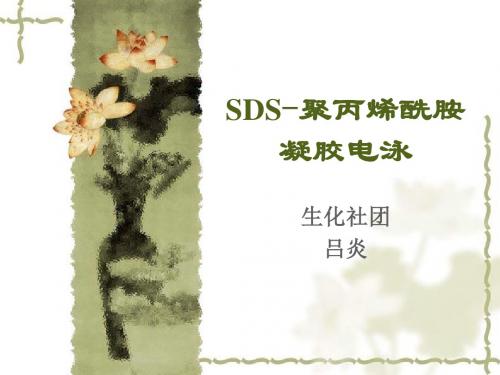 SDS-聚丙烯酰胺凝胶电泳法测定蛋白质分子量