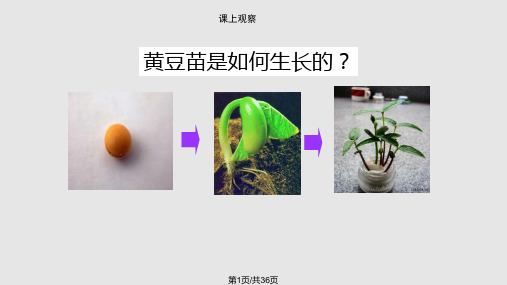 科普教育——植物的生长PPT课件